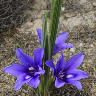 Babiana sambucina